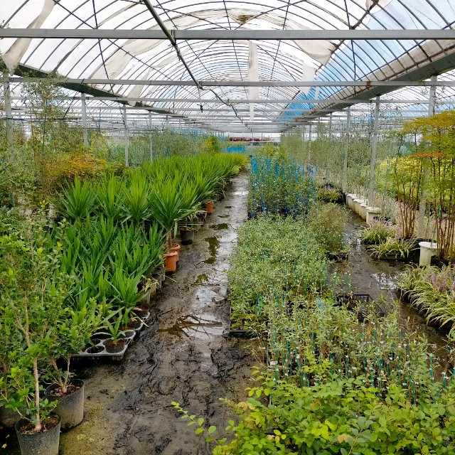 f:id:tosshii-plants:20220930111348j:image f:id:tosshii-plants:20220930111348j:image