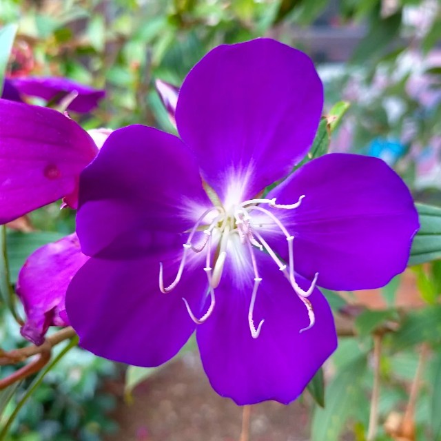 f:id:tosshii-plants:20221221201954j:image