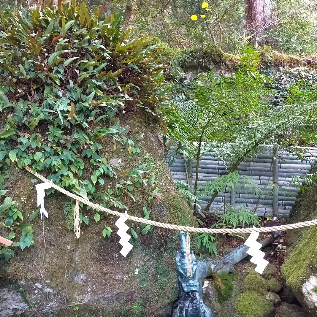 一ツ葉(ヒトツバ) - green & smile 笑顔を届ける植木卸 とっしーブログ