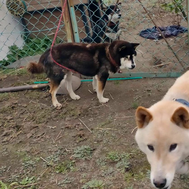 f:id:tosshii-plants:20230127215509j:image f:id:tosshii-plants:20230127215509j:image