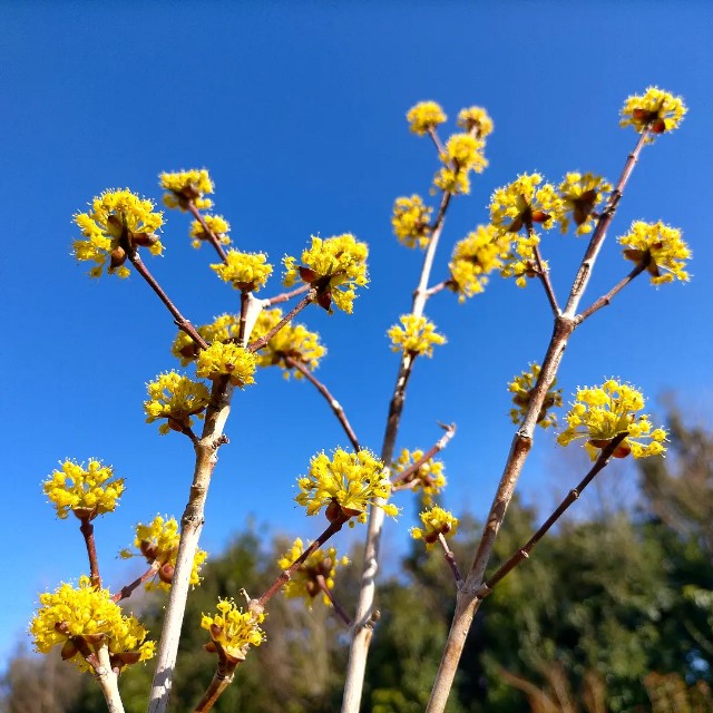 f:id:tosshii-plants:20230314170539j:image