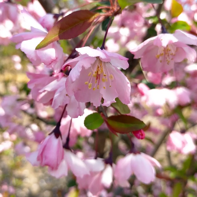 f:id:tosshii-plants:20230403205333j:image