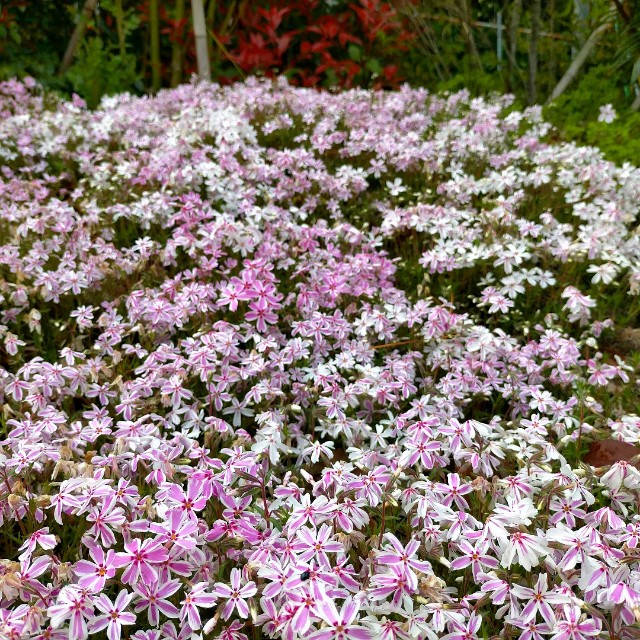 f:id:tosshii-plants:20230412203232j:image f:id:tosshii-plants:20230412203232j:image