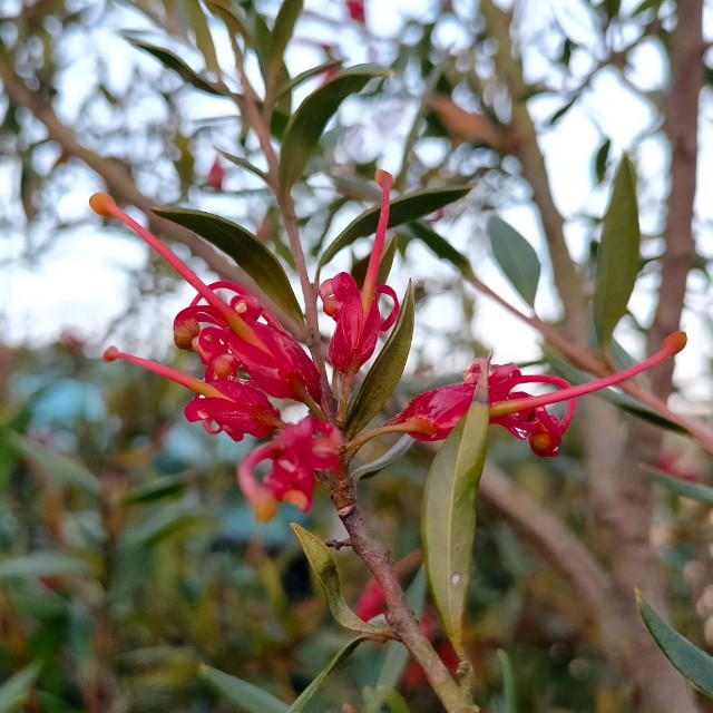 f:id:tosshii-plants:20230413214933j:image f:id:tosshii-plants:20230413214933j:image