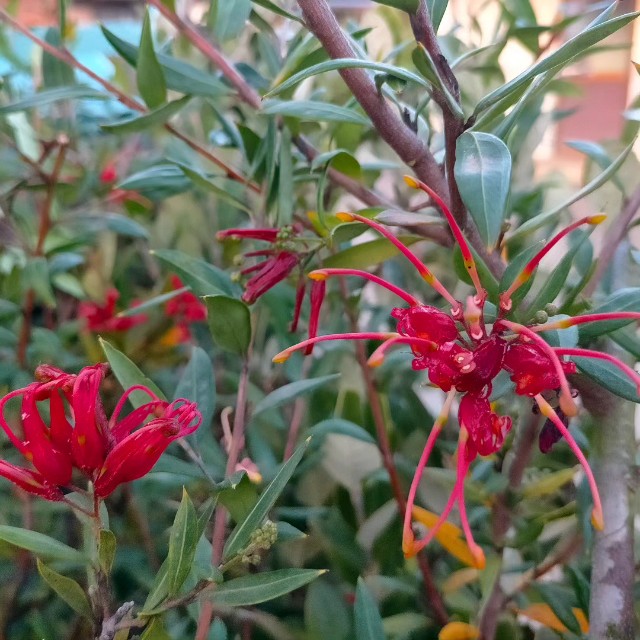 f:id:tosshii-plants:20230413214943j:image f:id:tosshii-plants:20230413214943j:image