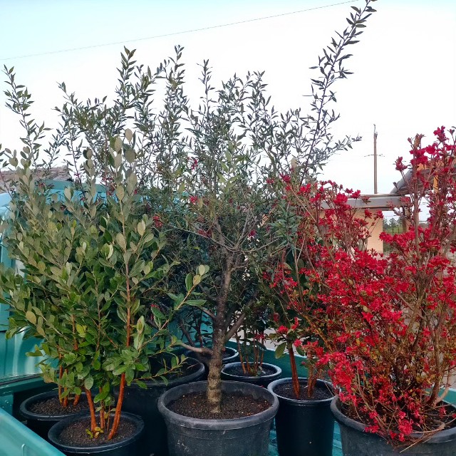 f:id:tosshii-plants:20230413214957j:image f:id:tosshii-plants:20230413214957j:image
