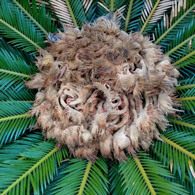 f:id:tosshii-plants:20230501214906j:image f:id:tosshii-plants:20230501214906j:image