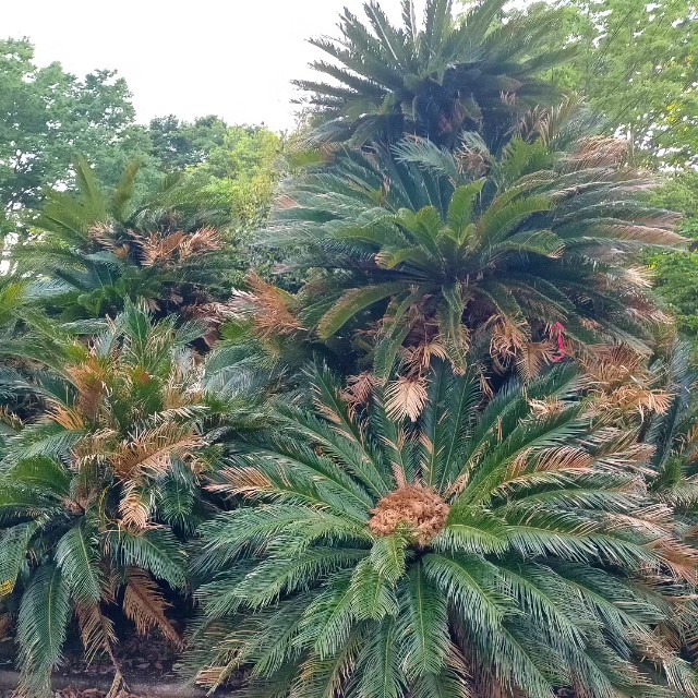 f:id:tosshii-plants:20230501214917j:image f:id:tosshii-plants:20230501214917j:image