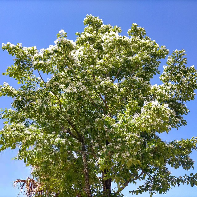 f:id:tosshii-plants:20230508211131j:image