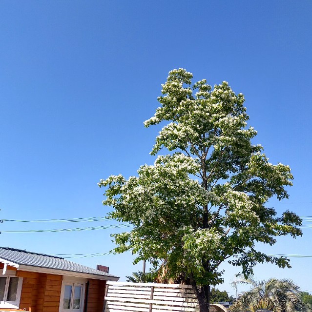 f:id:tosshii-plants:20230508211148j:image