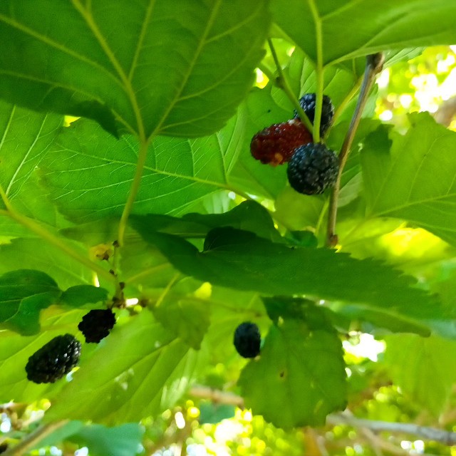 f:id:tosshii-plants:20230603220655j:image f:id:tosshii-plants:20230603220655j:image