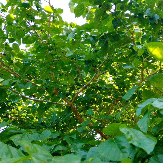 f:id:tosshii-plants:20230603220706j:image f:id:tosshii-plants:20230603220706j:image