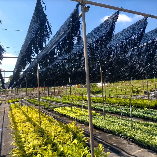 f:id:tosshii-plants:20230608073023j:image