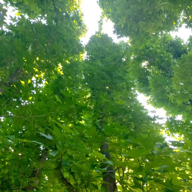 f:id:tosshii-plants:20230608073034j:image