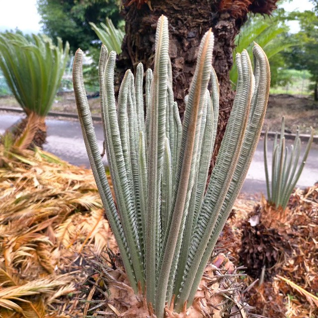 f:id:tosshii-plants:20230701172007j:image f:id:tosshii-plants:20230701172007j:image