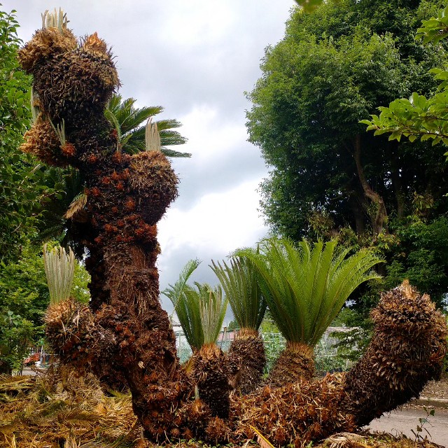 f:id:tosshii-plants:20230701172017j:image f:id:tosshii-plants:20230701172017j:image