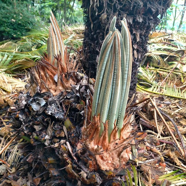 f:id:tosshii-plants:20230701172031j:image f:id:tosshii-plants:20230701172031j:image