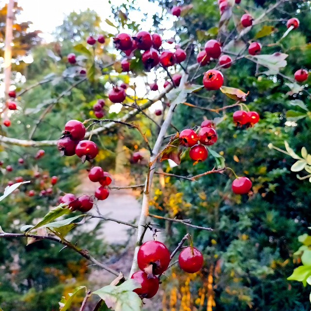 f:id:tosshii-plants:20231018123558j:image