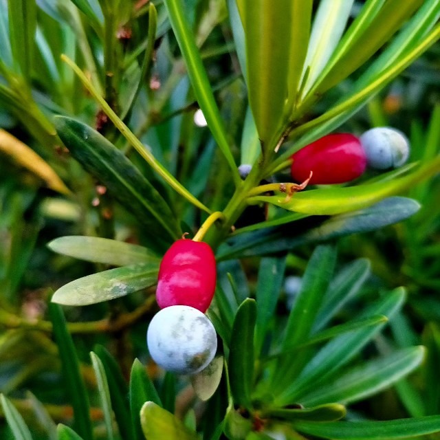 f:id:tosshii-plants:20231021230114j:image