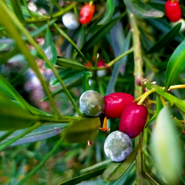 f:id:tosshii-plants:20231021230124j:image