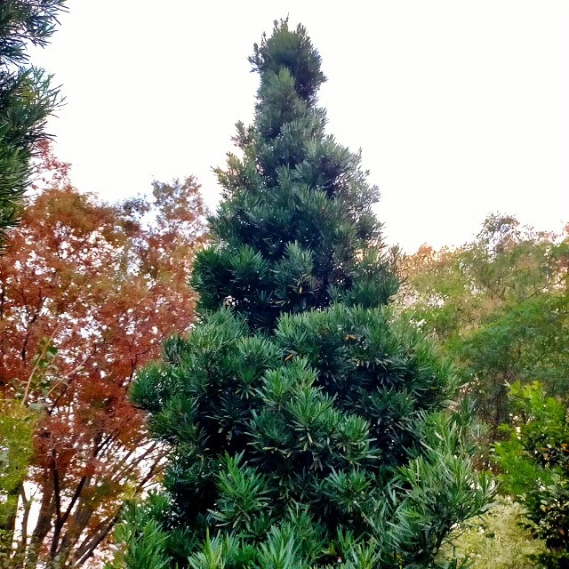 f:id:tosshii-plants:20231021230135j:image