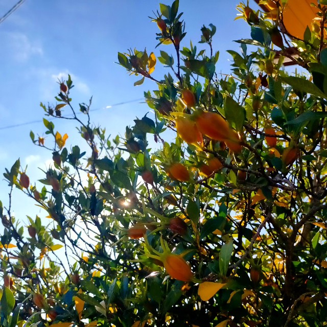 f:id:tosshii-plants:20231101191609j:image