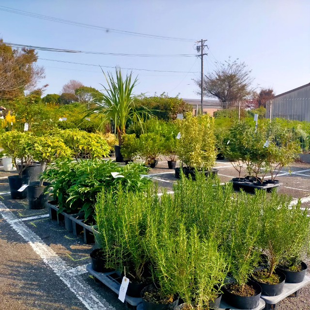 f:id:tosshii-plants:20231102224200j:image