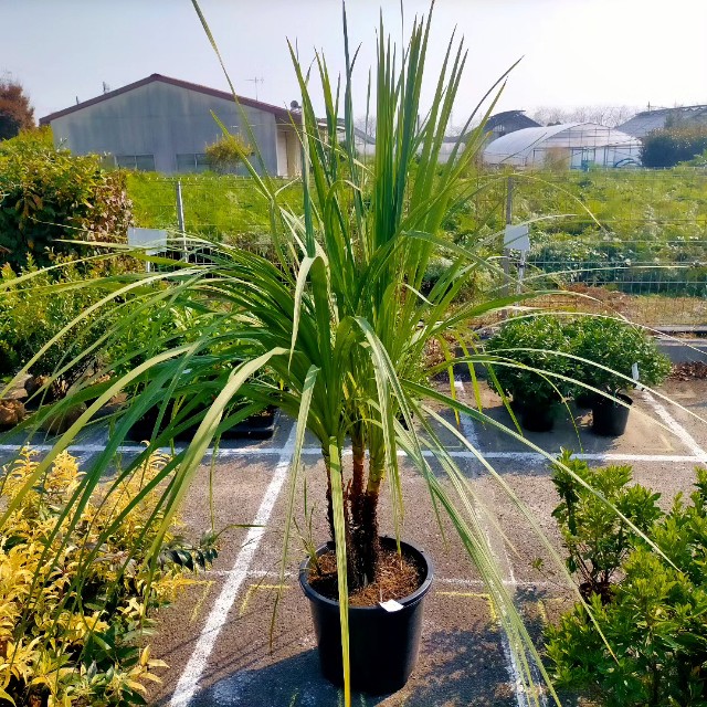 f:id:tosshii-plants:20231102224213j:image