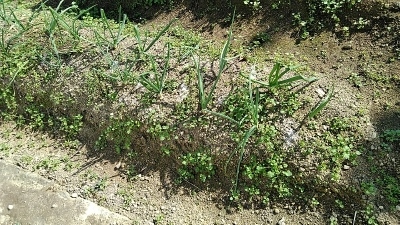 f:id:tossy123:20201123083223j:plain