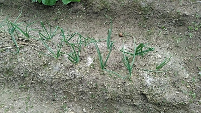 f:id:tossy123:20201123083712j:plain