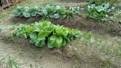 f:id:tossy123:20201123083932j:plain