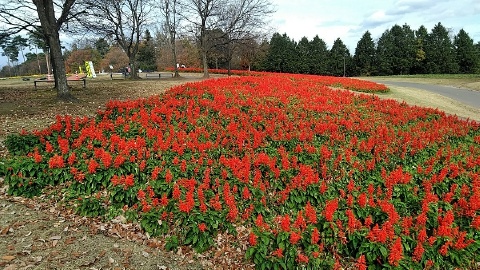 f:id:tossy123:20201125160912j:plain