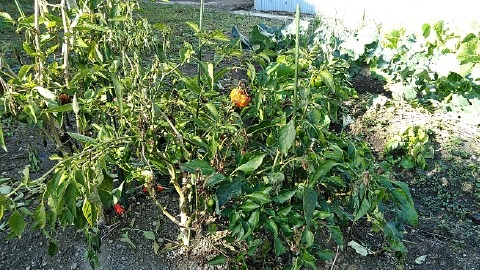 f:id:tossy123:20201205114843j:plain