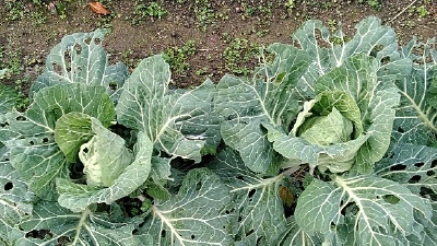 f:id:tossy123:20201220152019j:plain