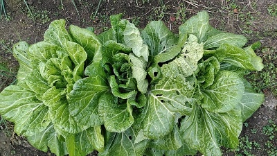 f:id:tossy123:20201220152032j:plain