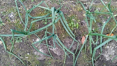 f:id:tossy123:20201220152114j:plain