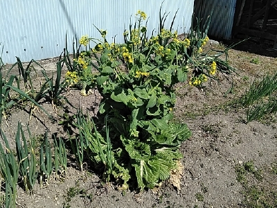 f:id:tossy123:20210410123616j:plain