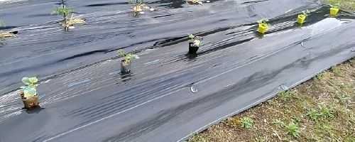 f:id:tossy123:20210418163052j:plain