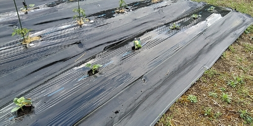 f:id:tossy123:20210418163148j:plain