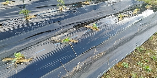 f:id:tossy123:20210418163156j:plain