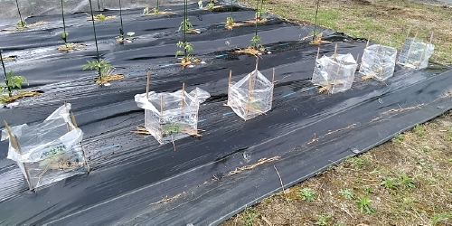 f:id:tossy123:20210418163401j:plain