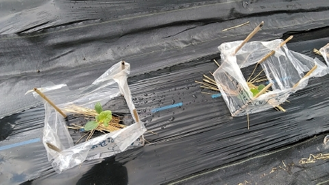 f:id:tossy123:20210418163411j:plain