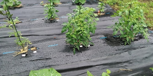 f:id:tossy123:20210520111357j:plain