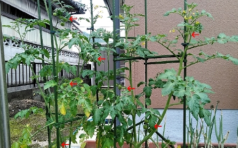 f:id:tossy123:20210613133505j:plain