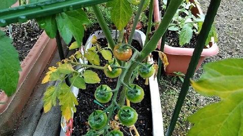 f:id:tossy123:20210613133633j:plain