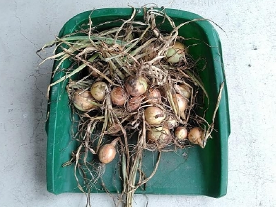 f:id:tossy123:20210618103532j:plain