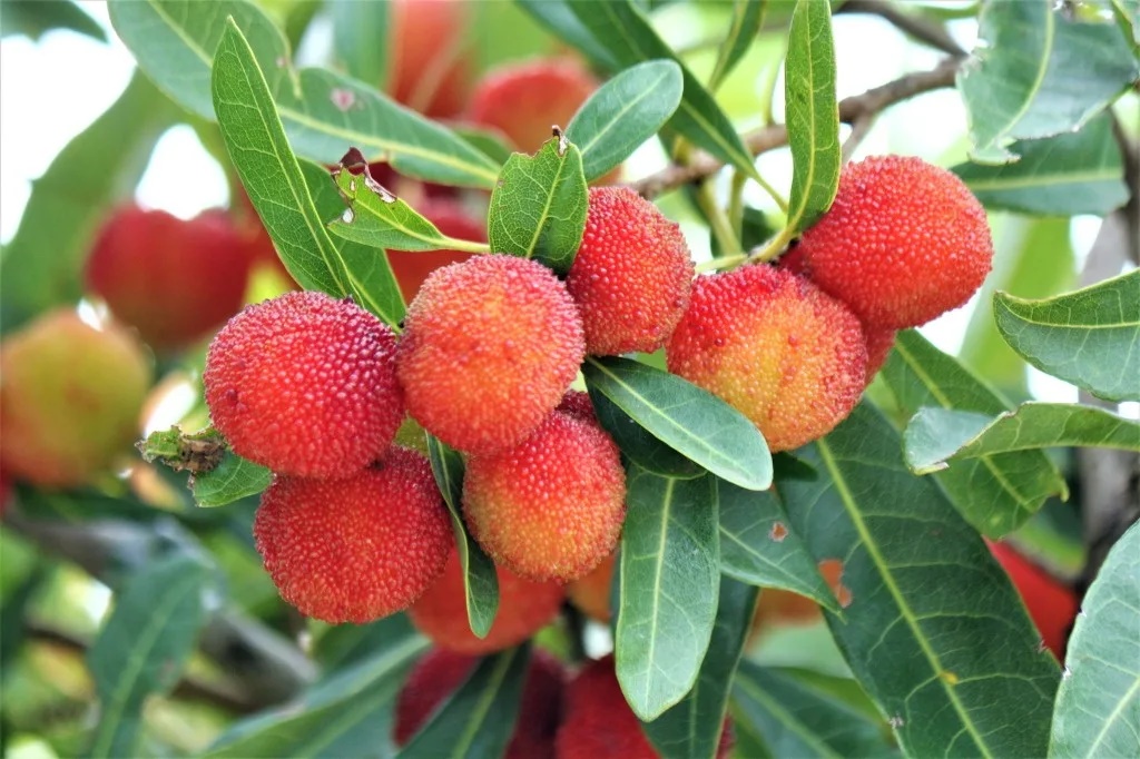 f:id:tossy123:20210621183352j:plain