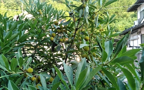 f:id:tossy123:20210621183830j:plain