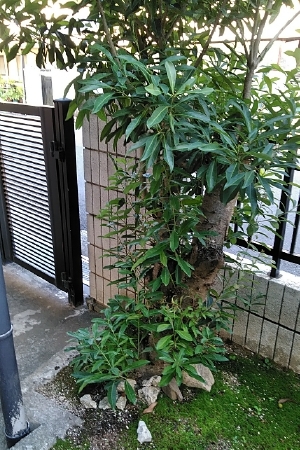 f:id:tossy123:20210621183948j:plain