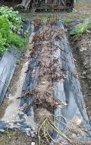 f:id:tossy123:20210623082339j:plain